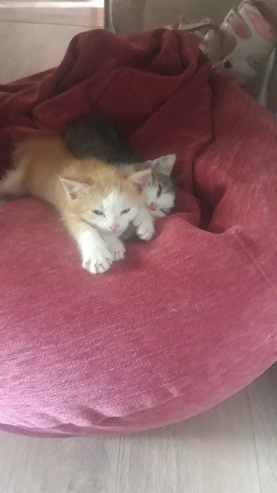 Отдам котят в добрые руки