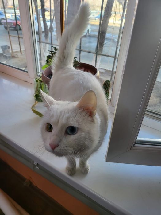 В добрые руки отдадим кошку