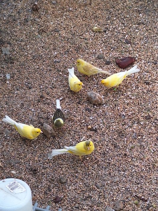 Canari timbrado Spaniol
