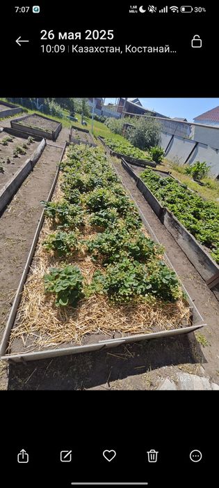 Рассада клубники!