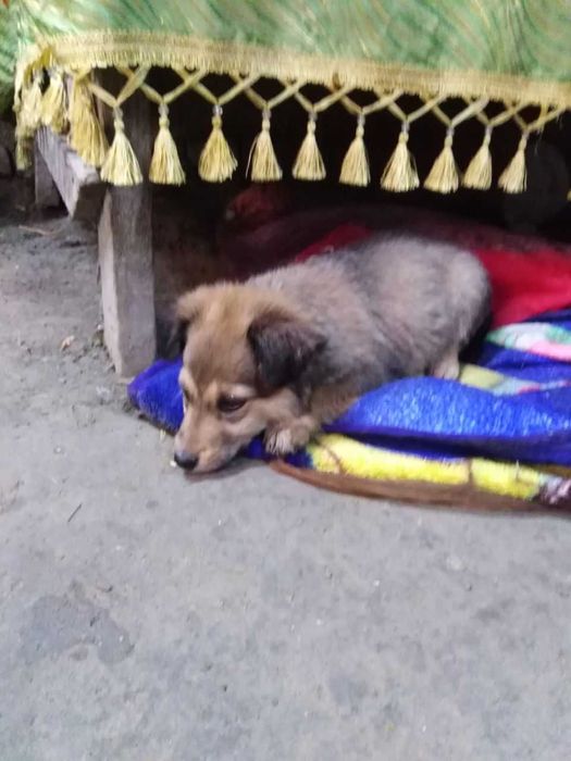 Отдам щенка девочку в добрые руки