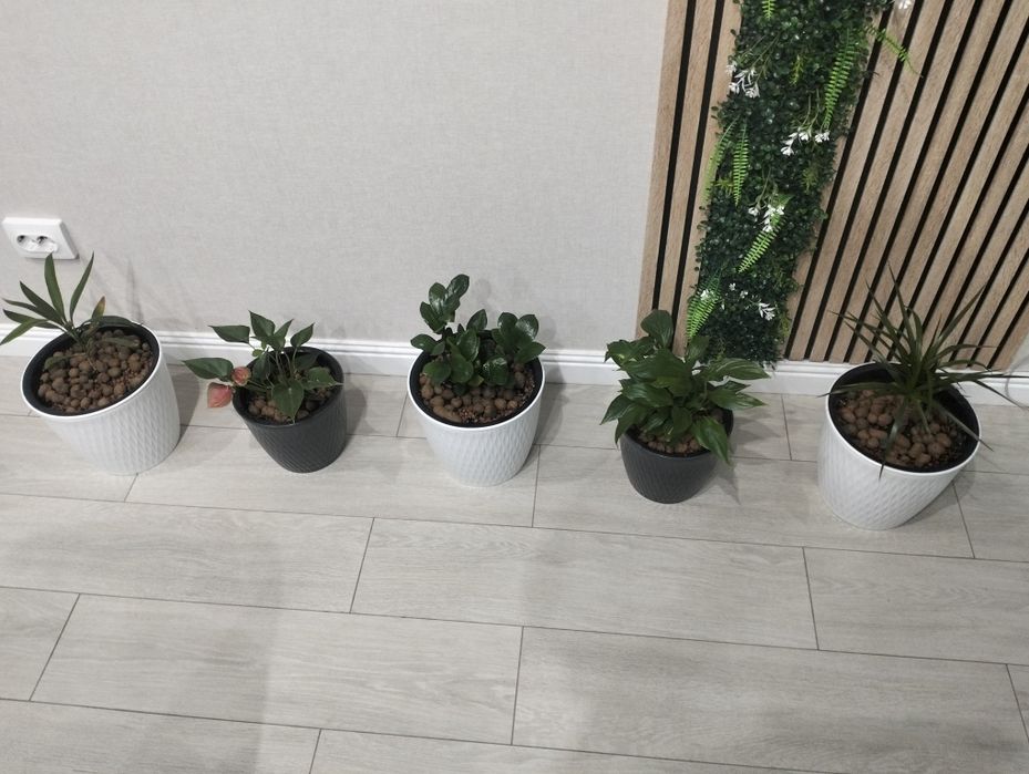 Продам комнатные цветы