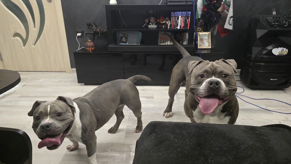 Американско Покет Були