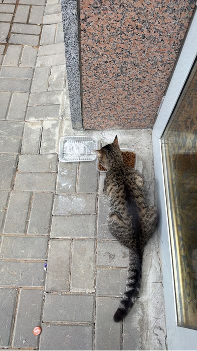 Срочно пристрою кота даром
