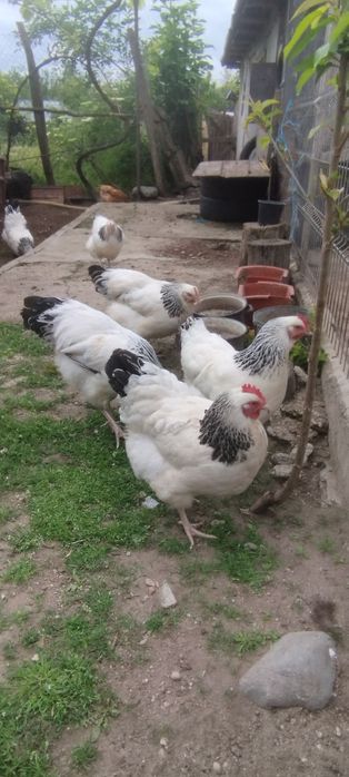 Ouă de incubat de sussex herminat deschis