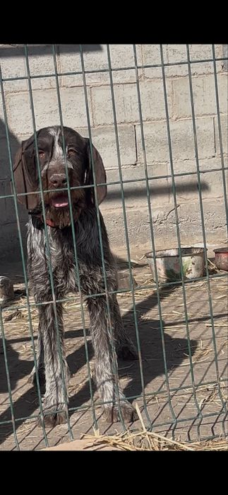 Дратхаар щенок продается сучка