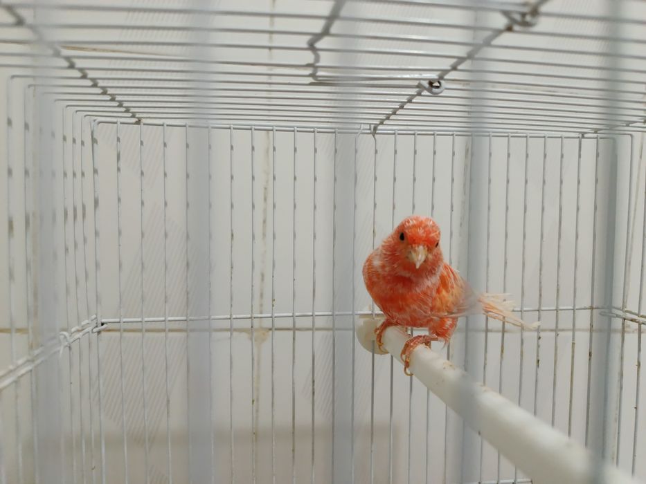 Канарейка мода шмель