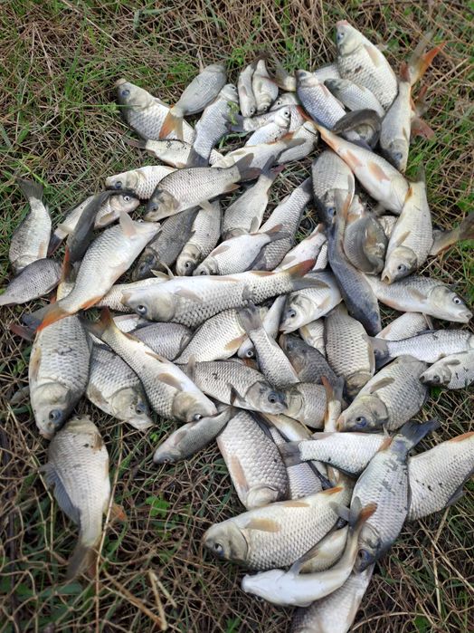 Vând puet de crap pentru populare balți