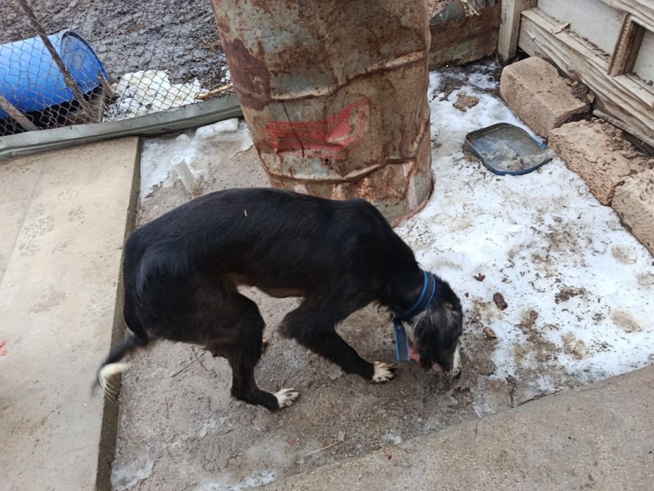 Тазы ит охотничий собака