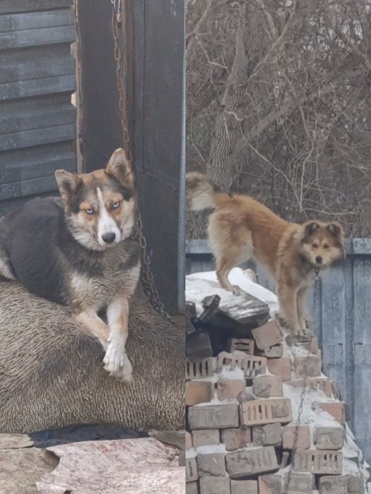 Щенки помесь с хаски