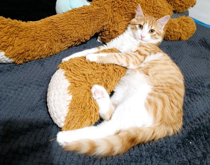 Подарявам мъжко коте на 6 месеца