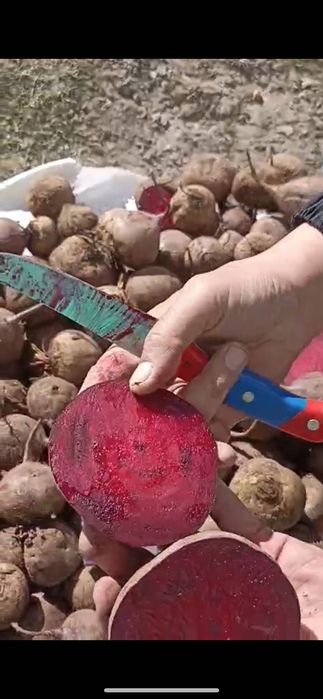 Продам свеклу оптом по Казахстану