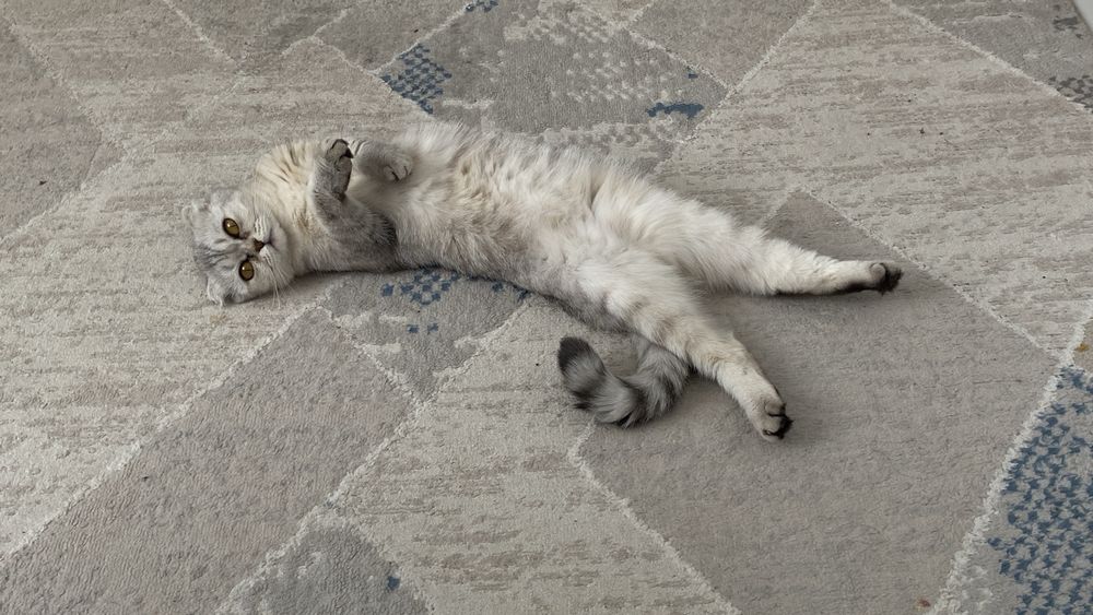 Шотландская вислоухая кошка