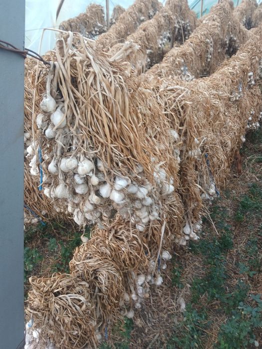 Vinde usturoi alb romanesc 15 lei kg negociabil în funcție de cantitat