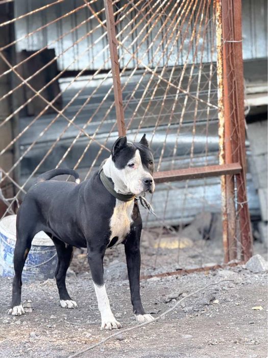 Продам кане корс щенок