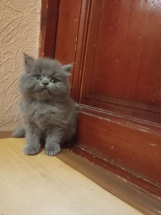 Котята британские