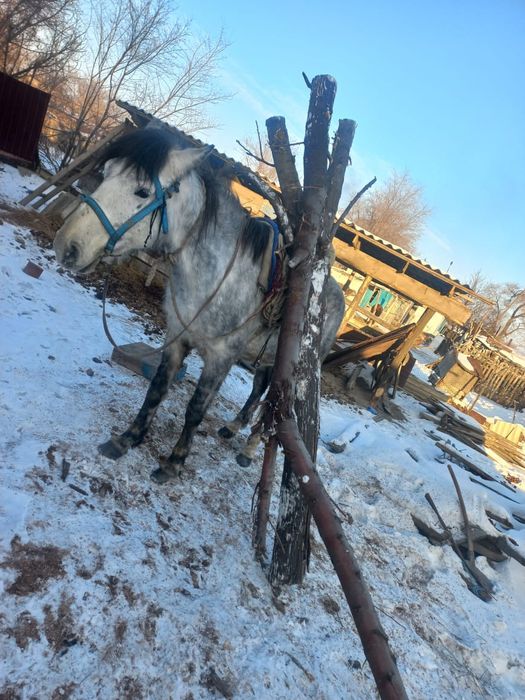 Продам лошадь цена договорная