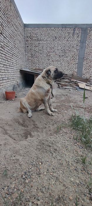 Туркменский Алабай