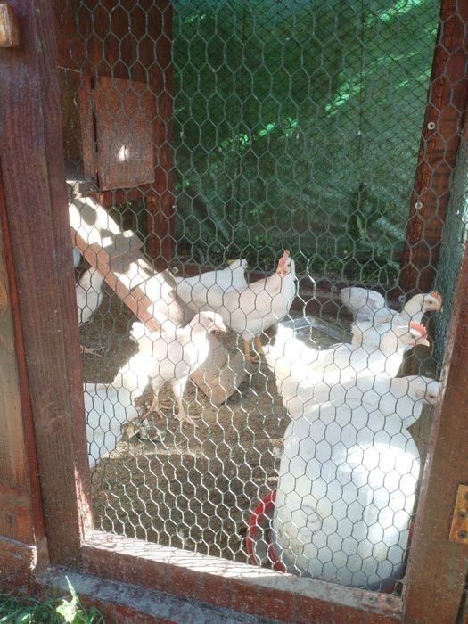 Cocosei Leghorn alb