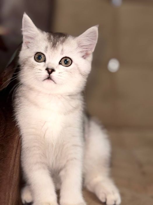 Серебристая шиншила