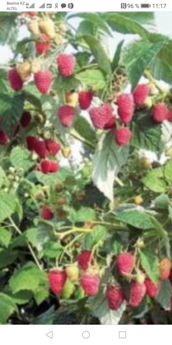 Саженцы Малины ремонтантные сорта