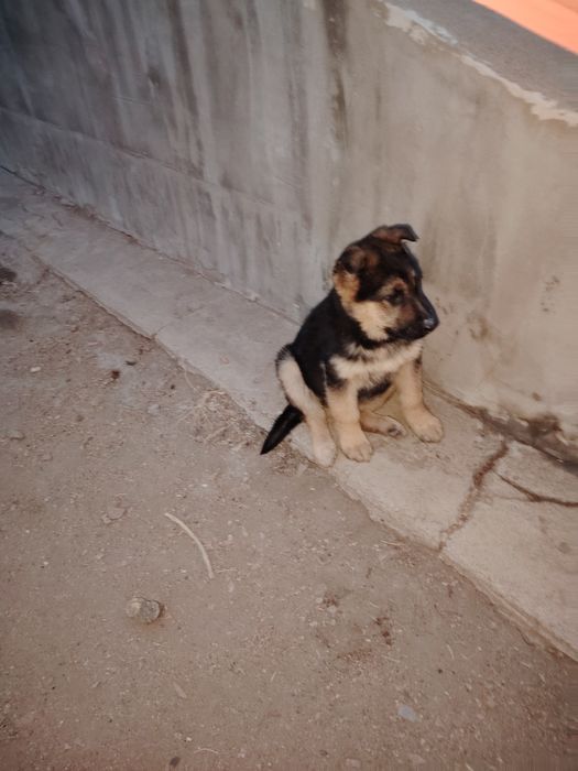 Щенки восточно европейской овчарки