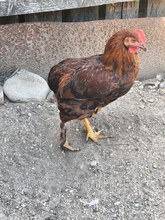 Vând cocoși Olive Egger și metisati 3 luni