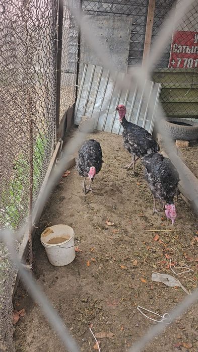 Үндік сатылады 9 10кг