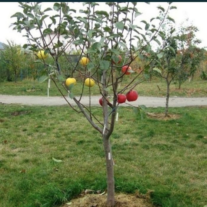 Ель яблоня туя сосна