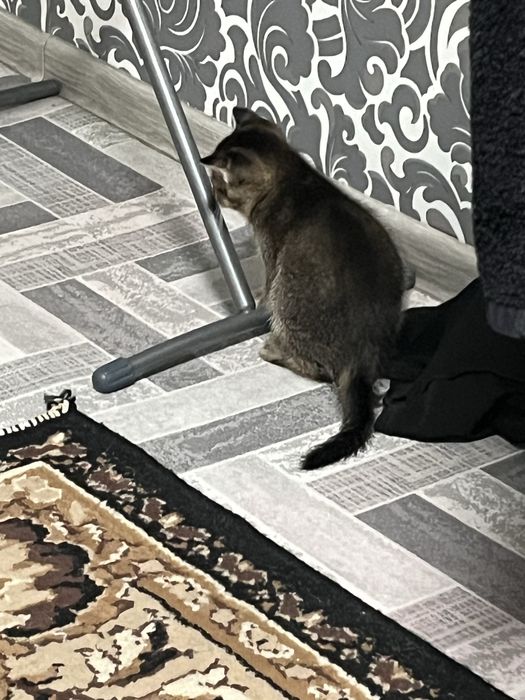 Веслоухая кошка..