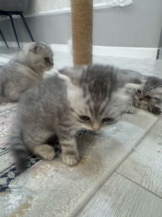 Вислоухие котята 1,5 мес