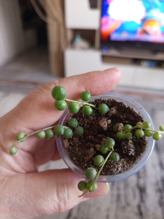 Продам комнатные растения