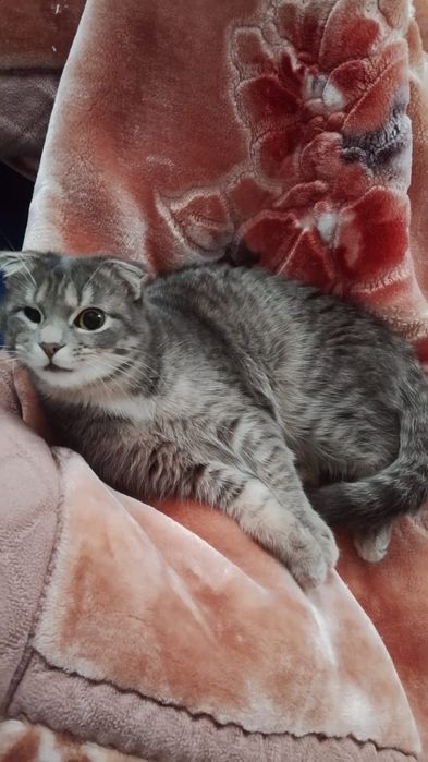 Ищем дом кошкеекк