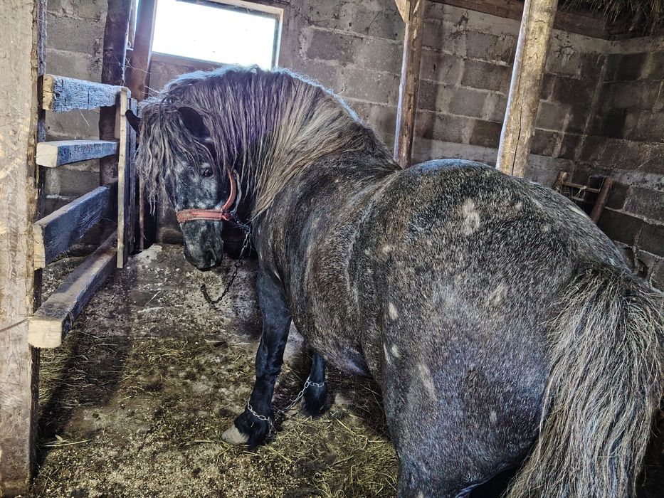 Vand mânz 3 ani jumate