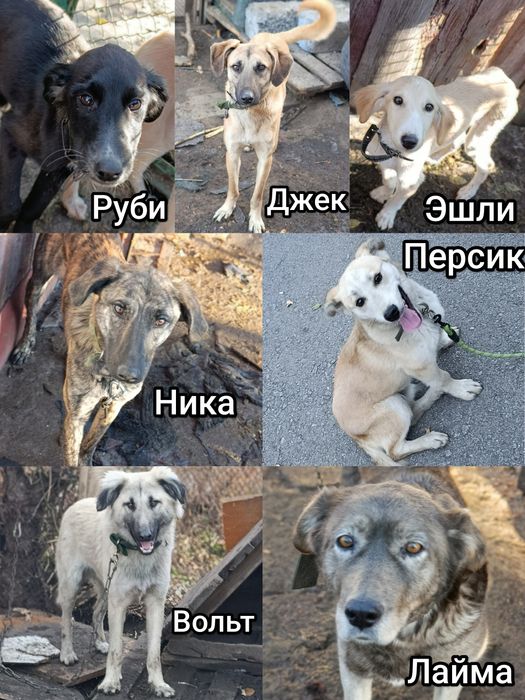 Растения комнатные