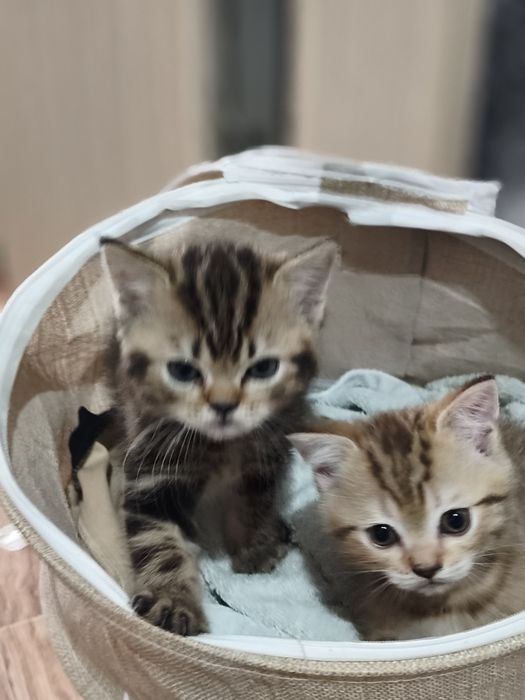 Шотладские котята мальчики