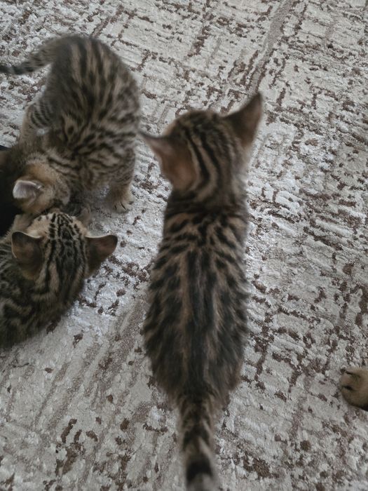 Бенгальские котята