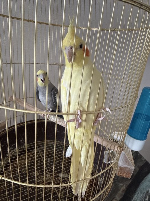 2 попугай мальчик и девочка