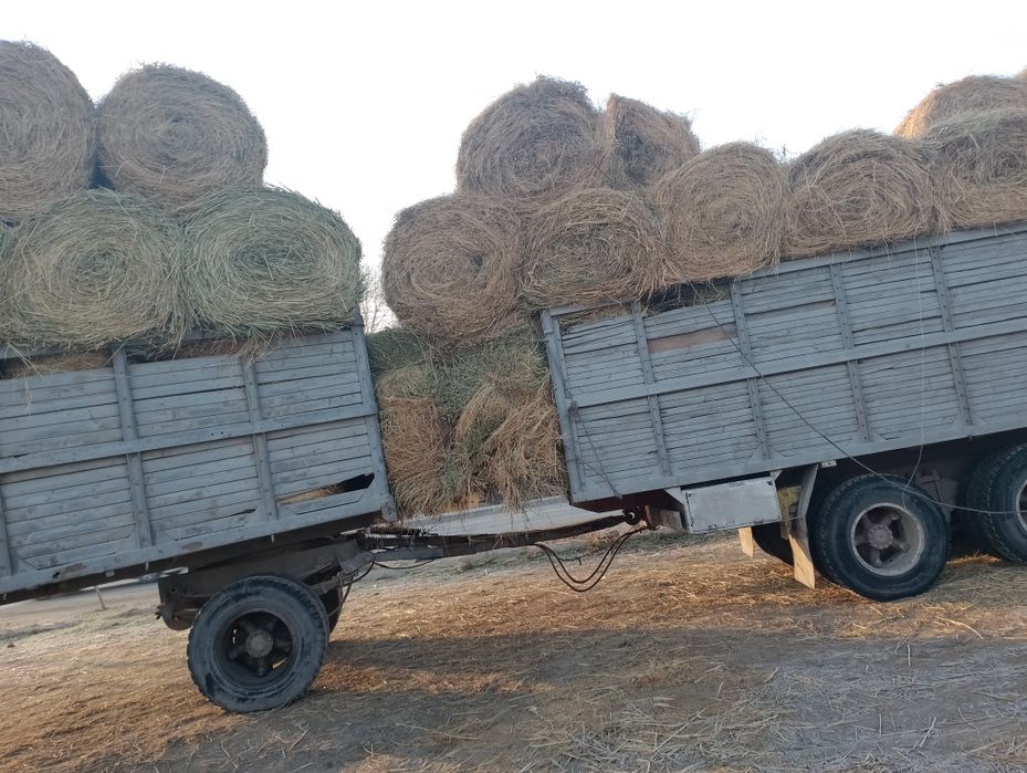 Сено люцерна жоношка урлон сатамын кез келген жерге жеткемиз урлон жон