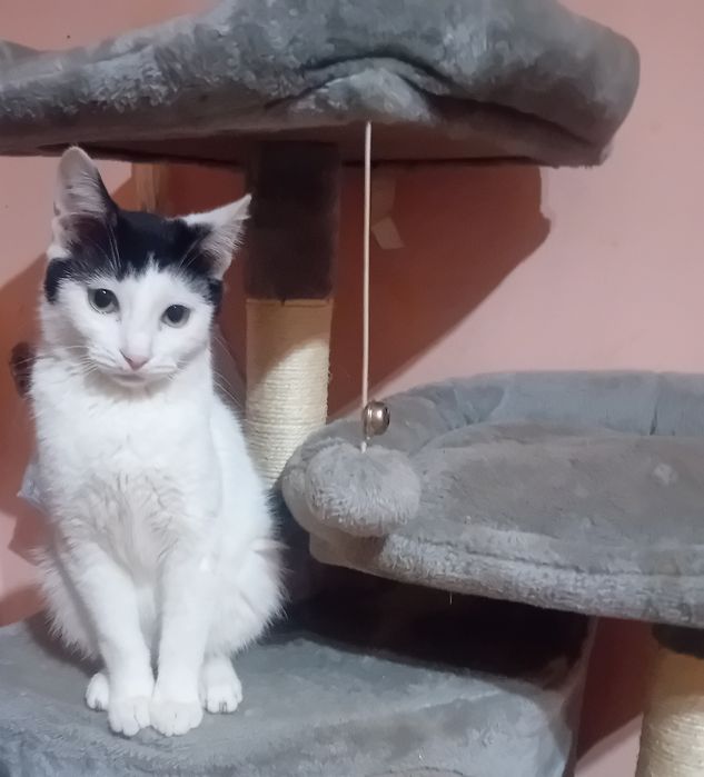 Donez motănel doar iubitorilor de animale