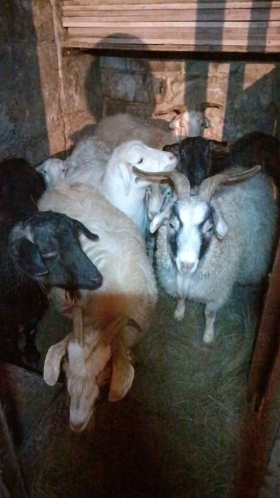 Продам стадо коз