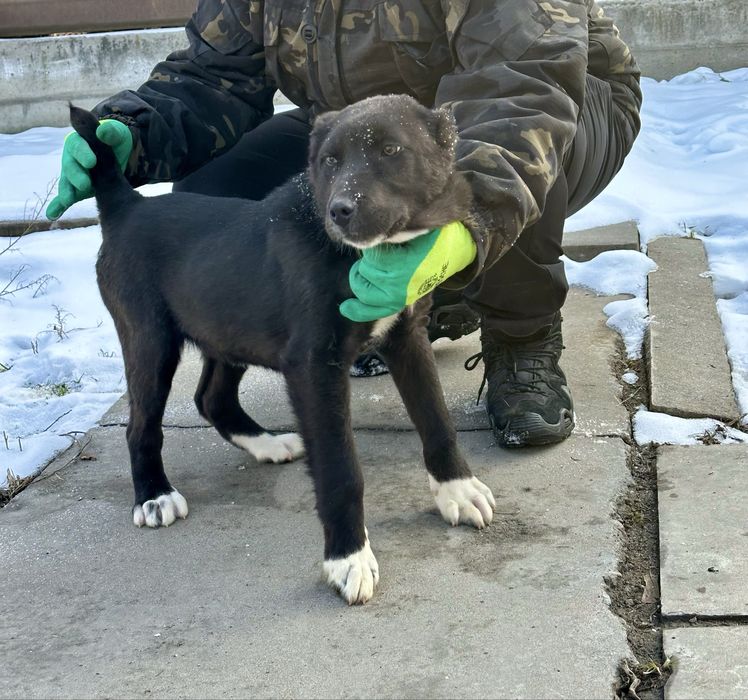Алабай САО щенки девочки