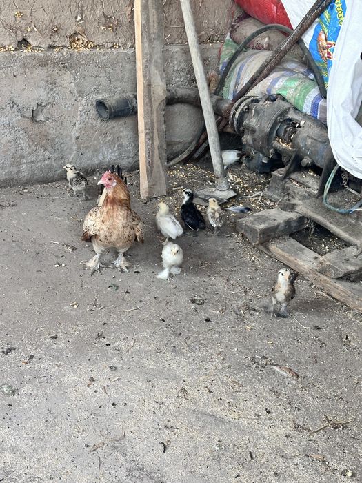 Карлики продаются