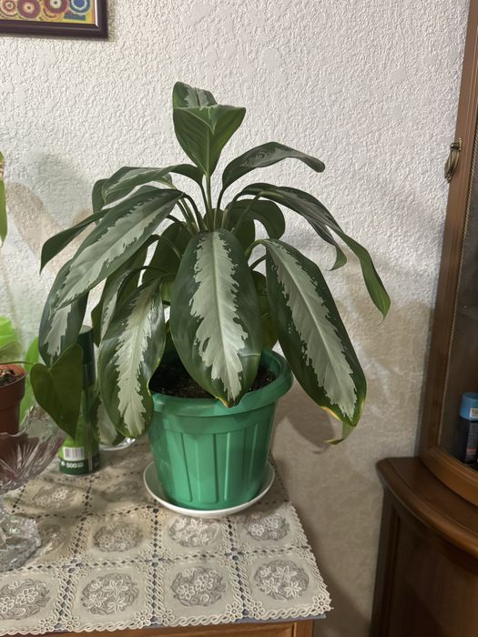 Комнатные цветы для дома офисов