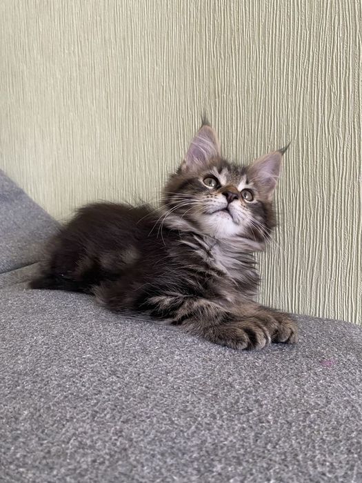 Maine coon / femelă