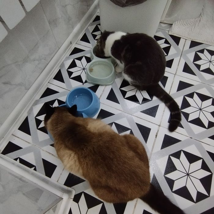 Отдам хорошие руки