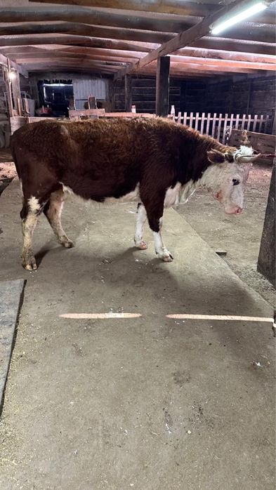 Продам коров 3-5 лет