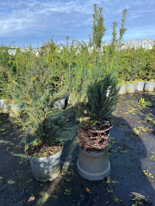 Prunus/Photinia/Eleagnus/Miscanthus/Taxus/Osmanthus