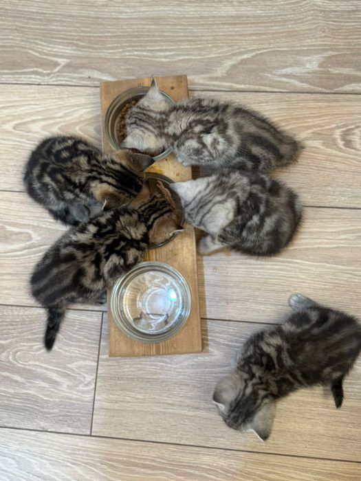 Продам британских котят