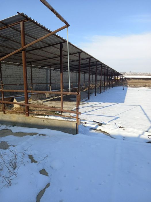 Фирма сотилади ер майдони 2 гектар фирмада сигир бука куй бокишга